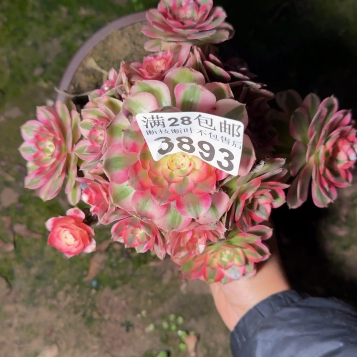 3893倾城多肉植物