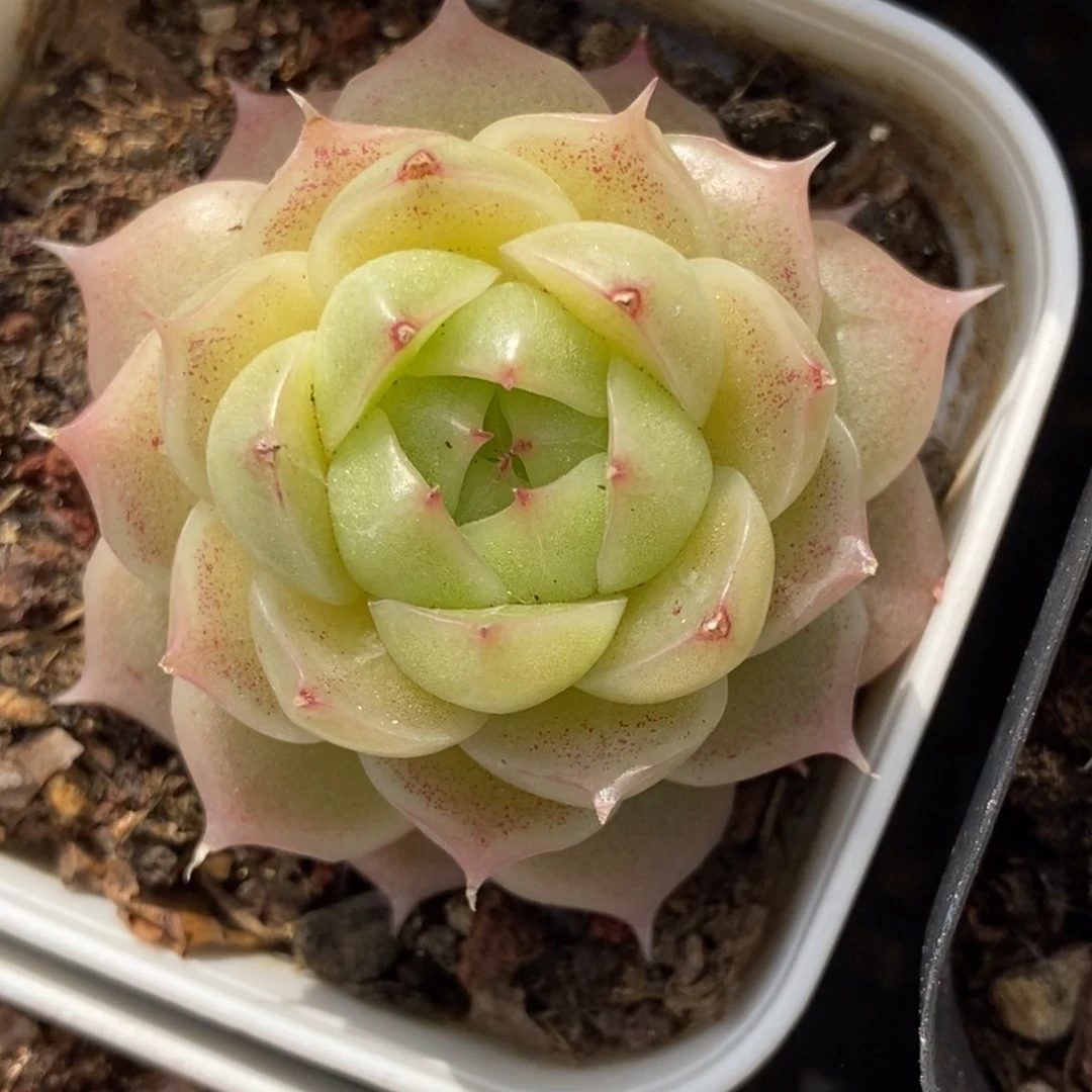 312东篱下多肉植物盆栽