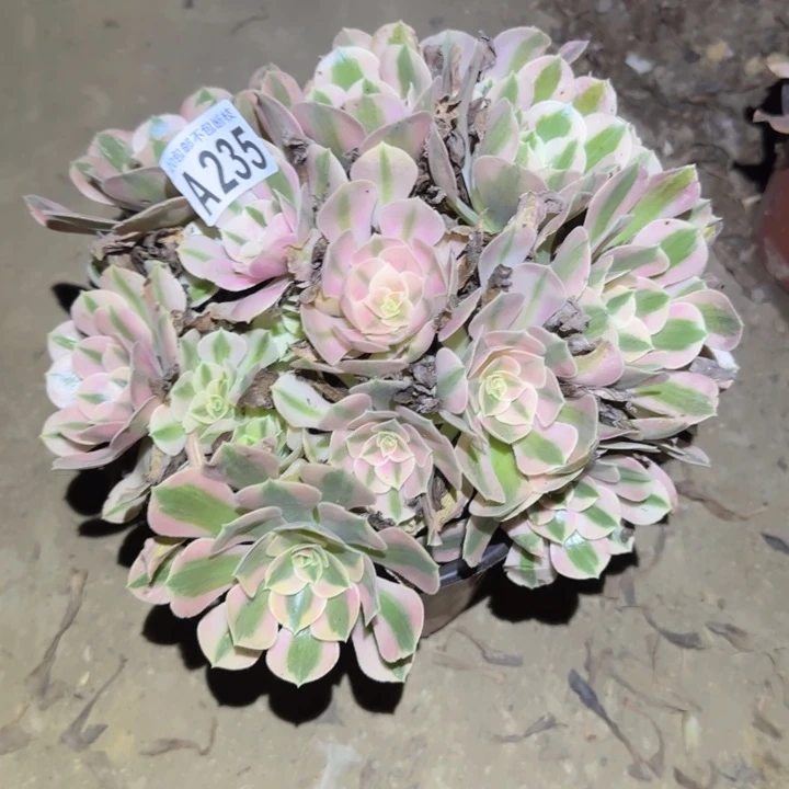 女巫……不包断枝……多肉植物