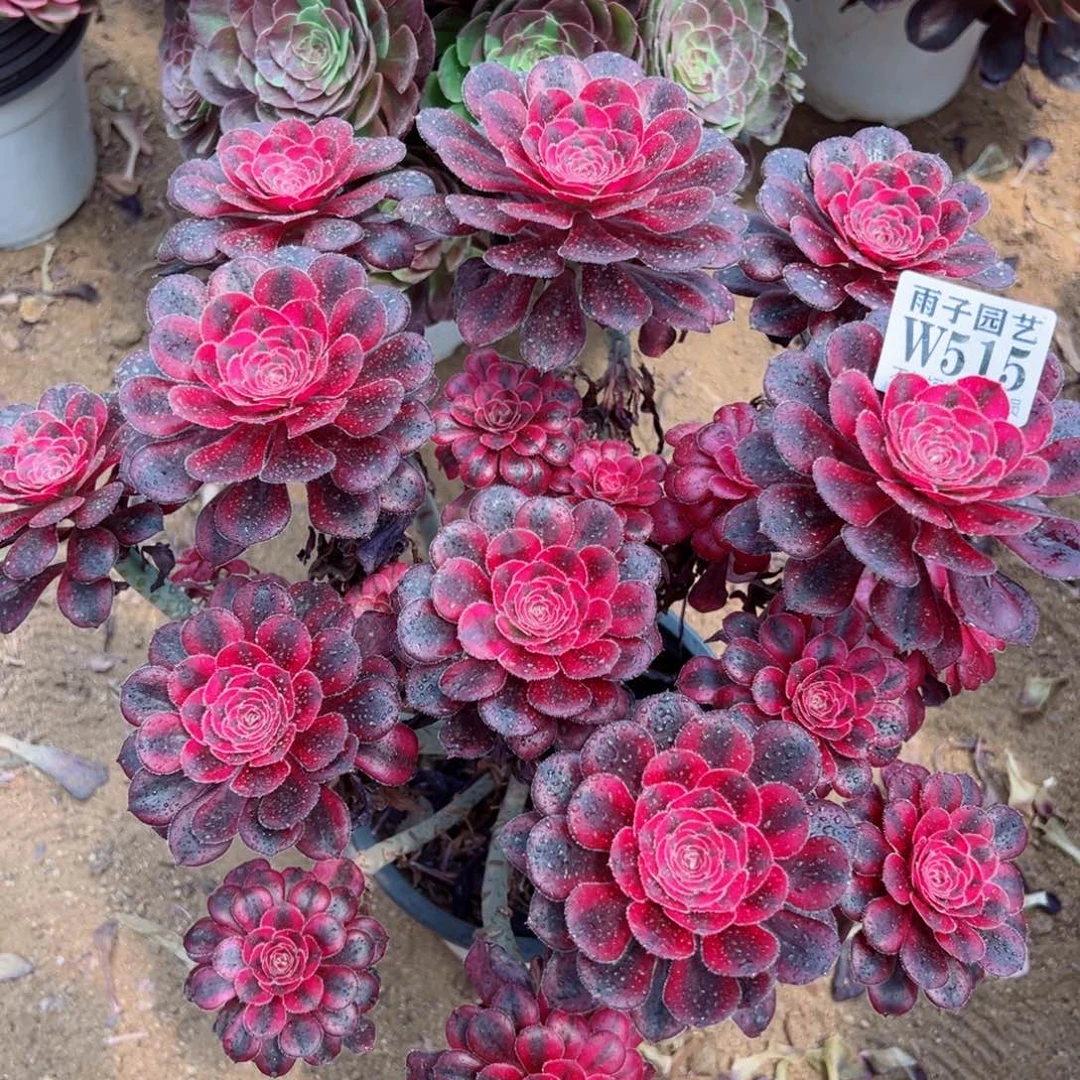 515香奈儿尺寸28左右