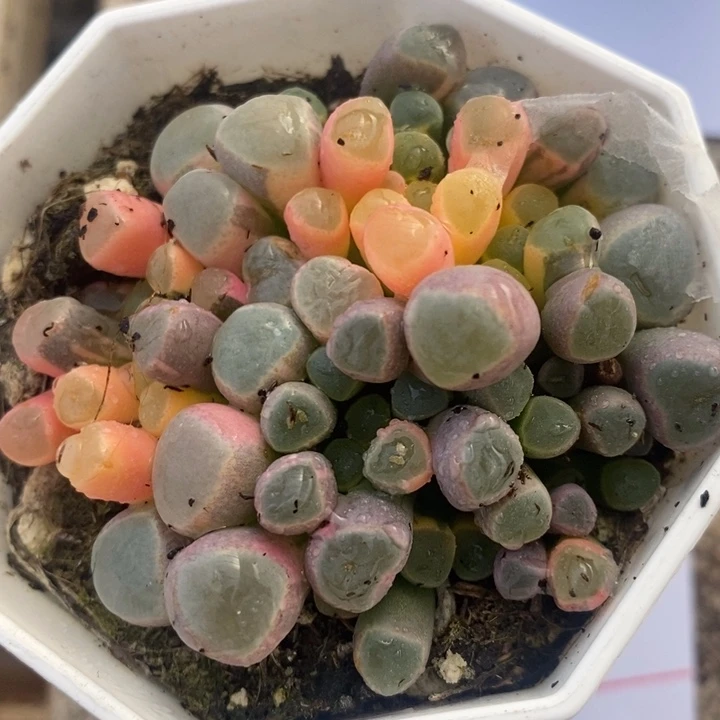 笑*771一颗一颗一颗