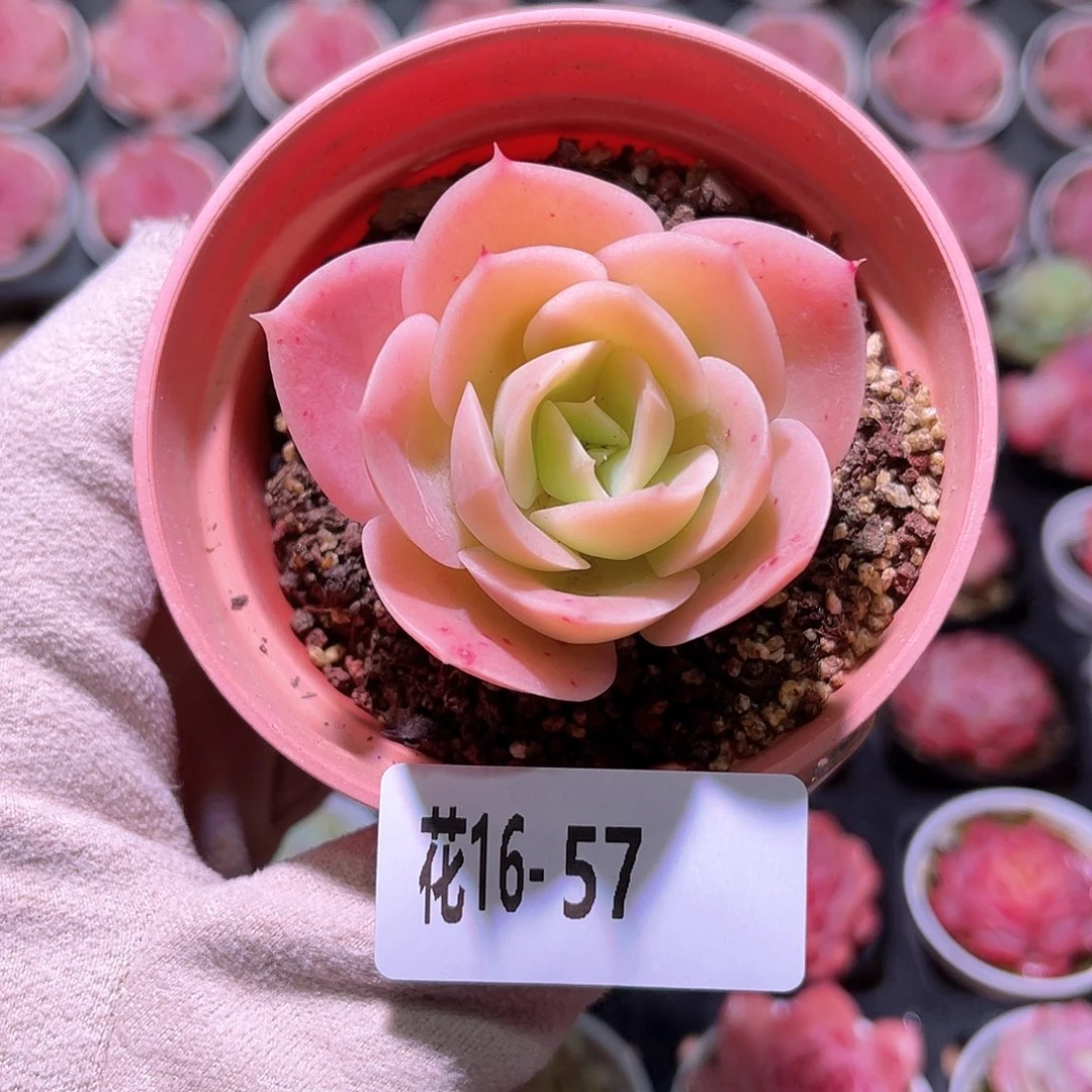 花利美16-57柠檬酸橙