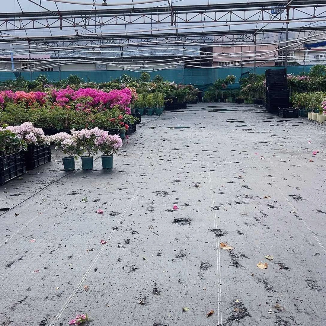 大部分花苞少量开放随机掌中宝一棵