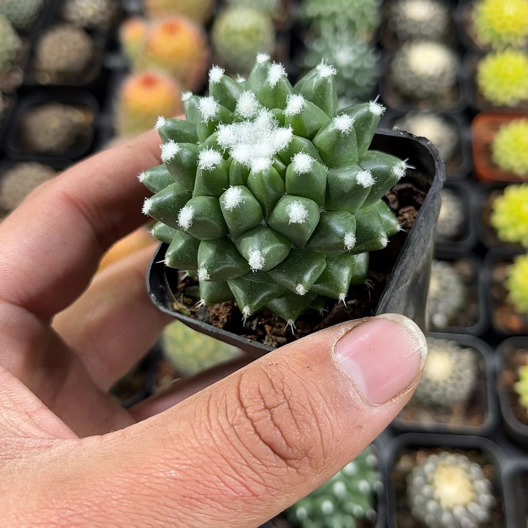 雪糕单头发货单头发