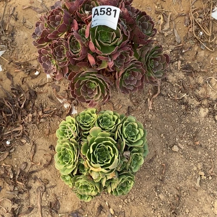 完全开放581组合套餐多肉植物