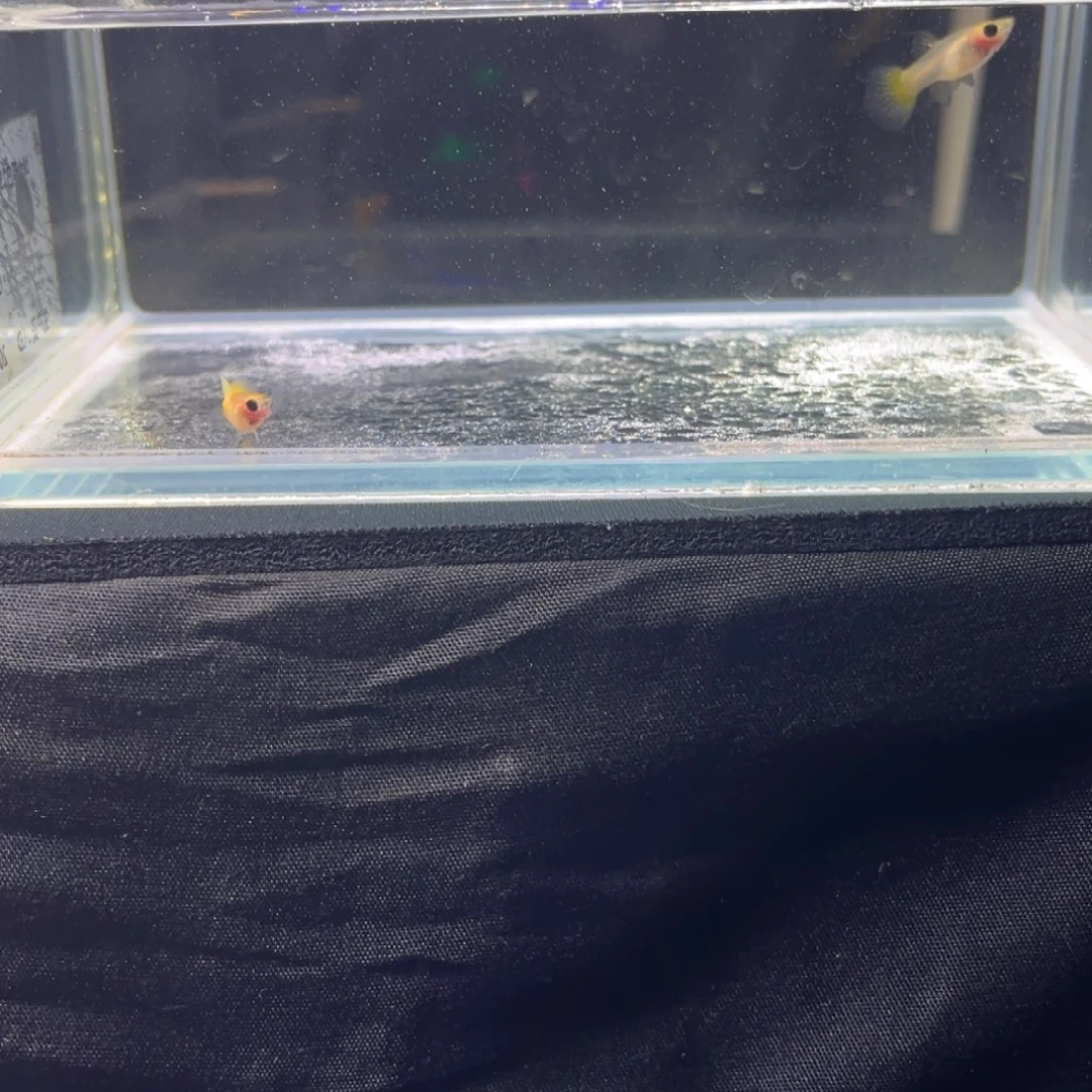 孔雀鱼孔雀鱼孔雀鱼