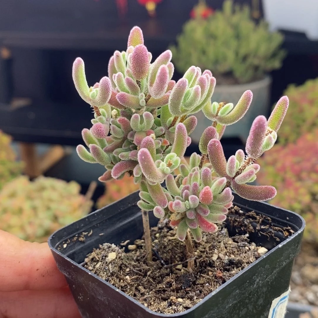 924号实生红叶枝干多肉