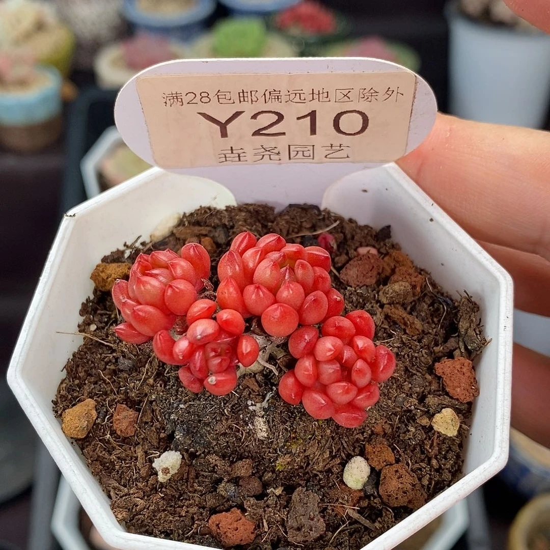 0210 红宝石 3.5cm