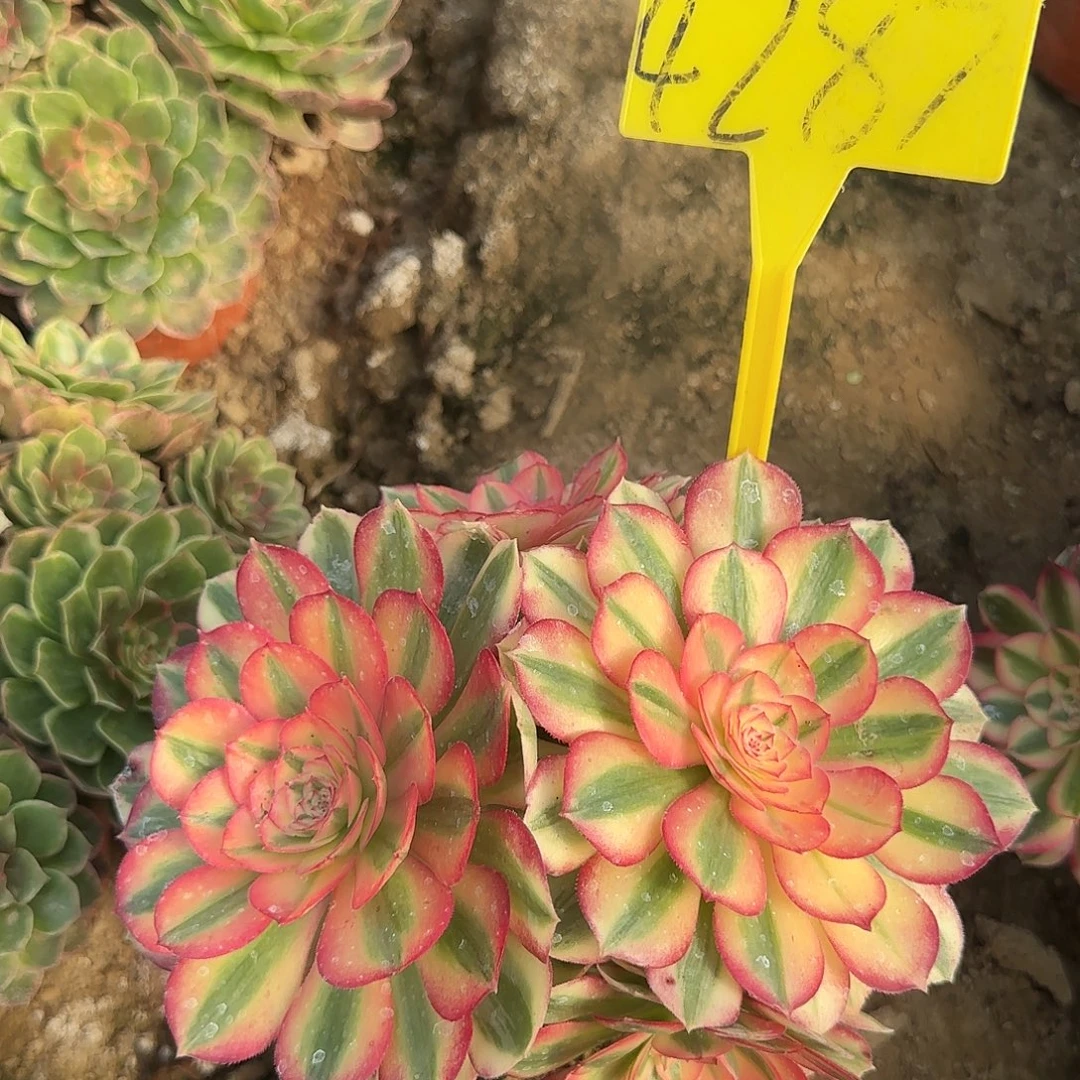 4287---多头多肉植物