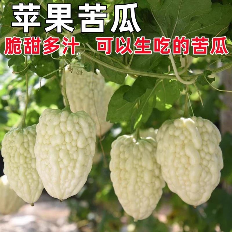 【全店满5元包邮】苹果苦瓜种子长绿苦瓜赖葡萄种籽高产水果