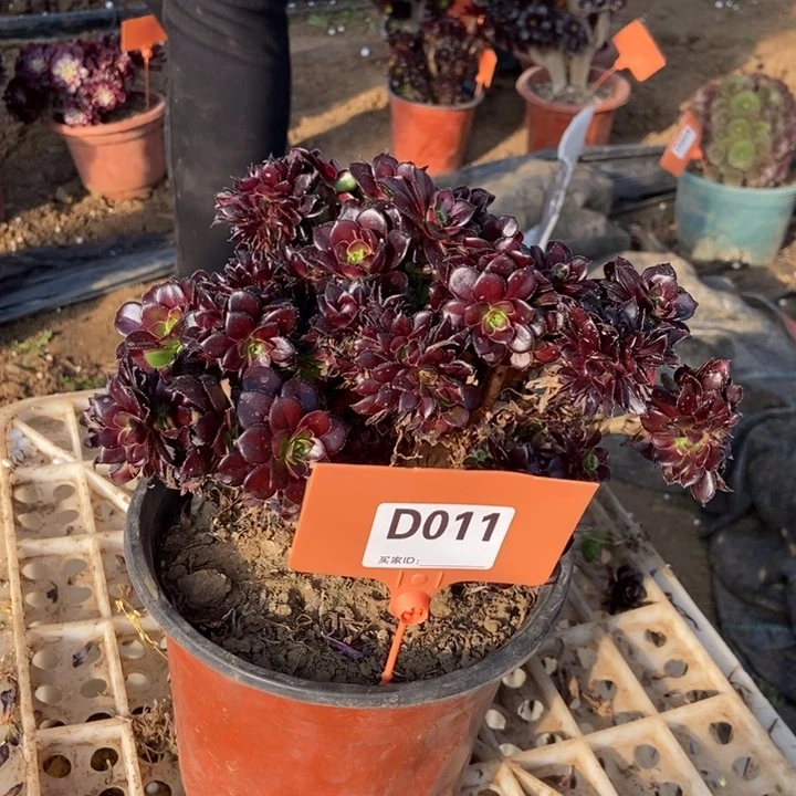 星**妹011黑法师缀化老桩