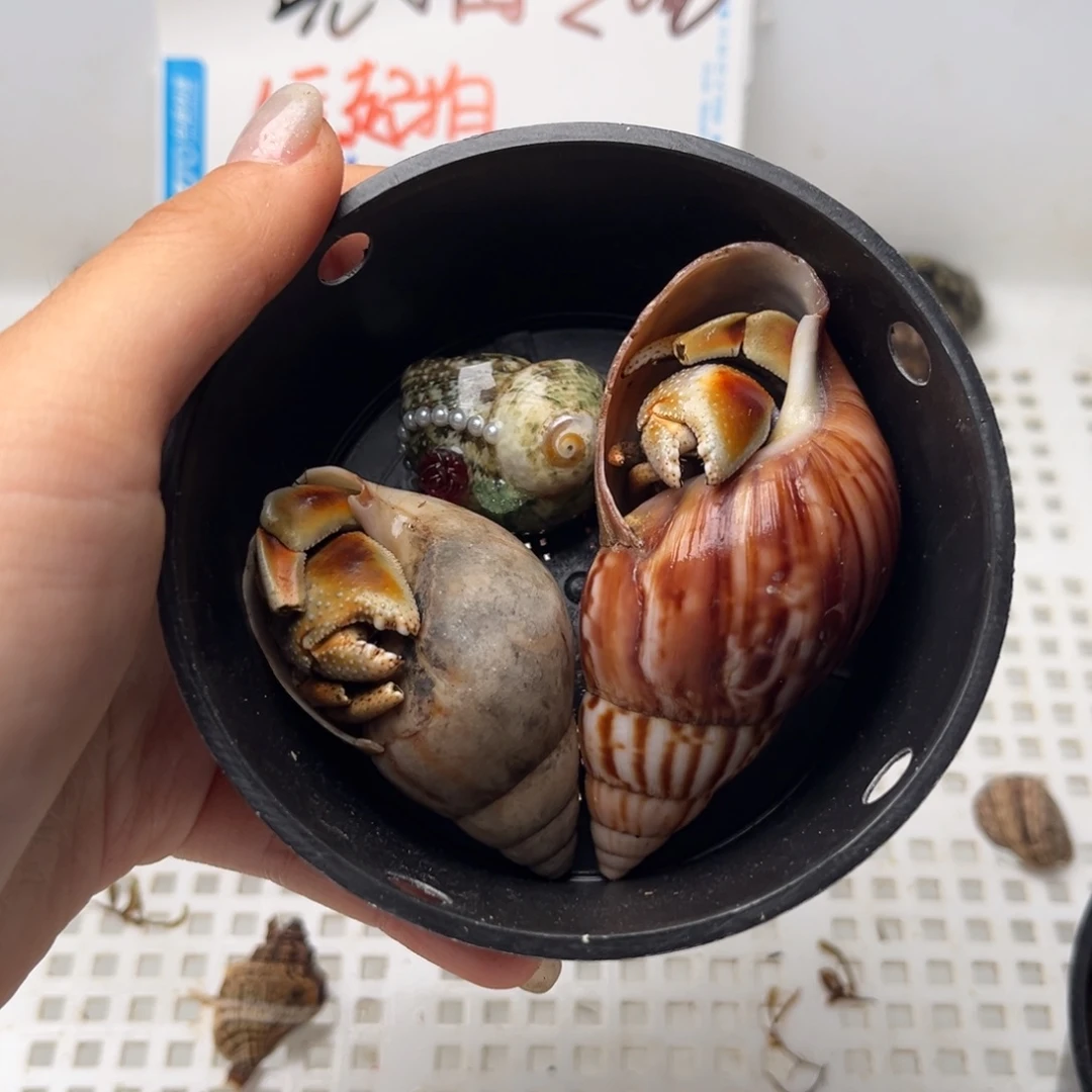 10元起拍 一手➕一元
