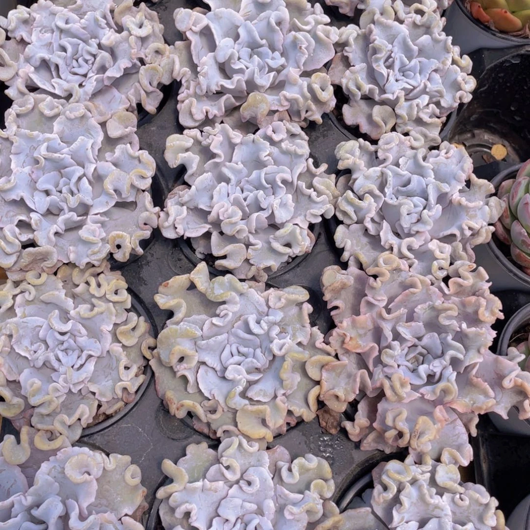 239号 芭蕾舞者白饺子皮大单头一个