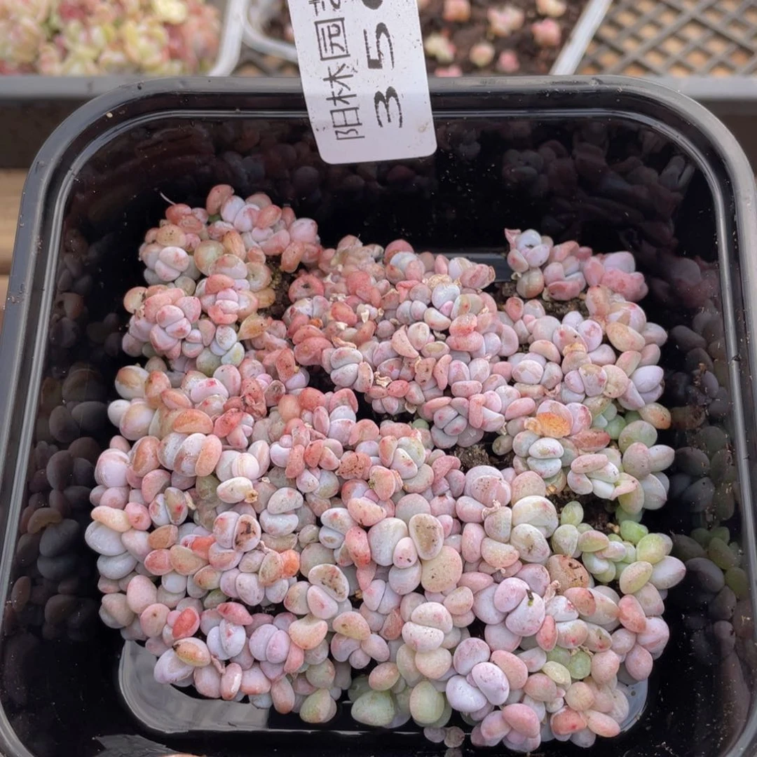 多肉植物多肉植物356