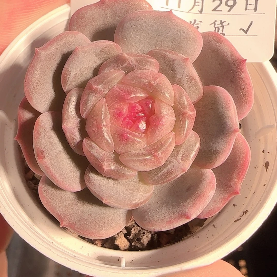 多肉1129-51白恋白恋