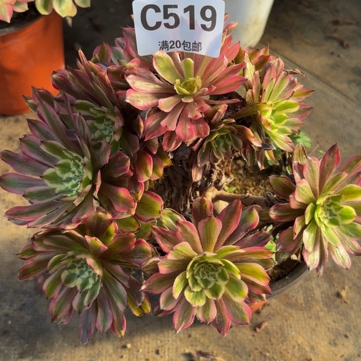 瑞妈多肉园艺，519.
