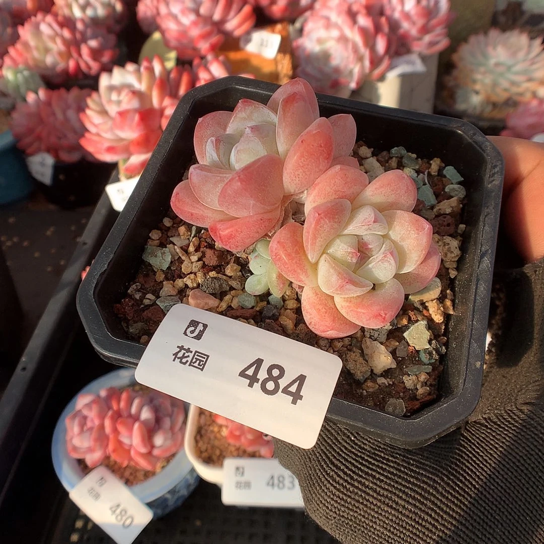 484冰玉多肉植物6666