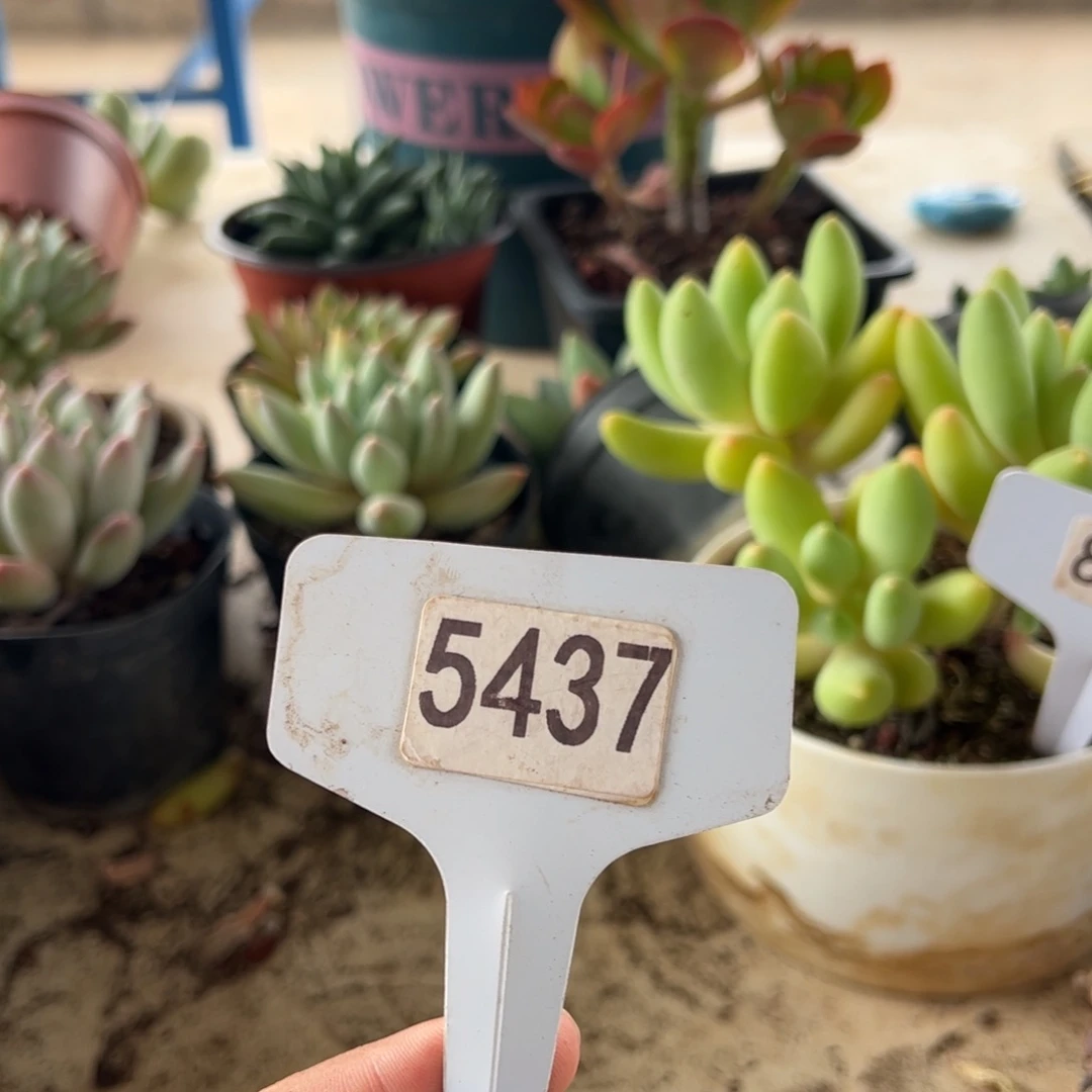 【闪购商品】柒**?5437。111111111