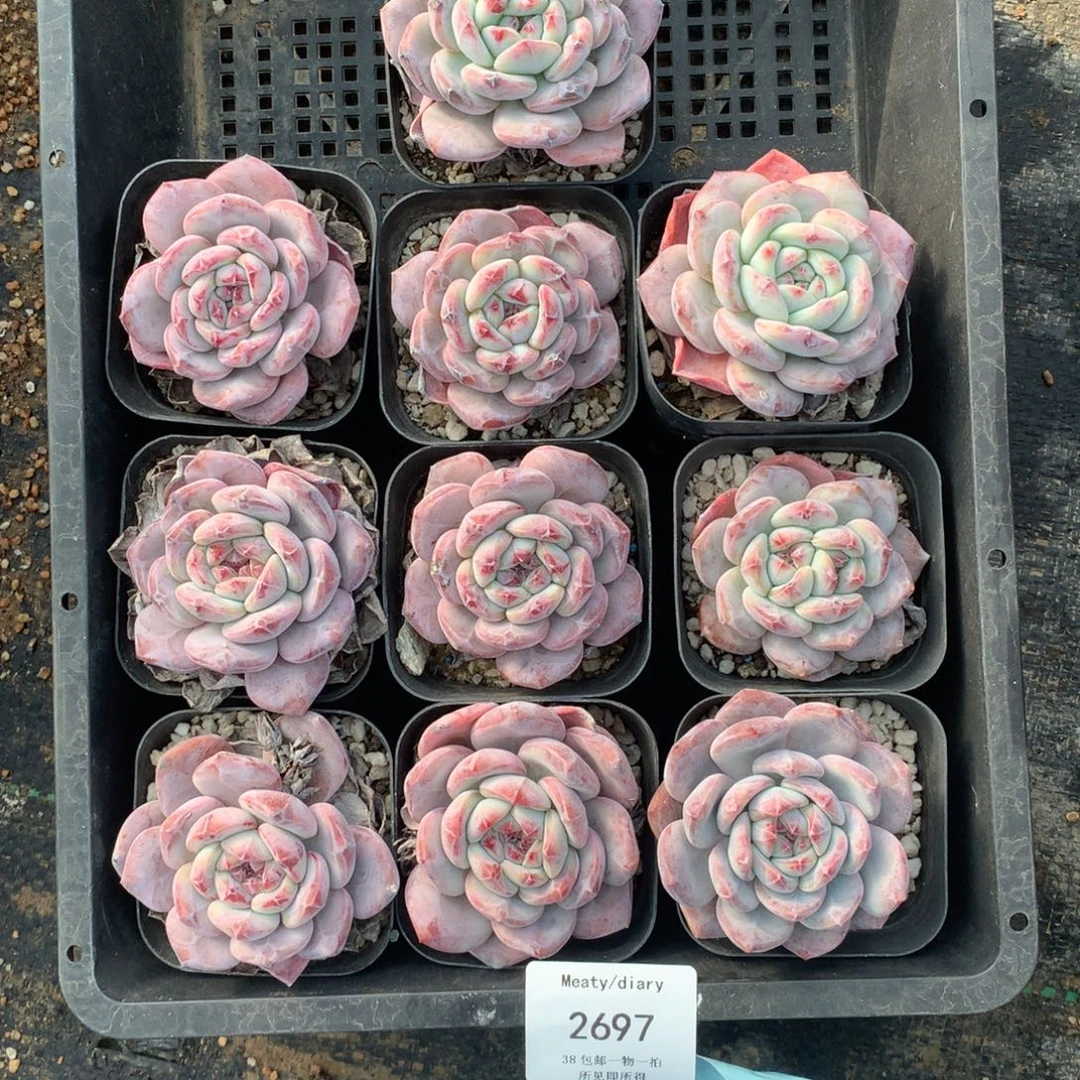 2697瑕疵组单星影脱土包邮