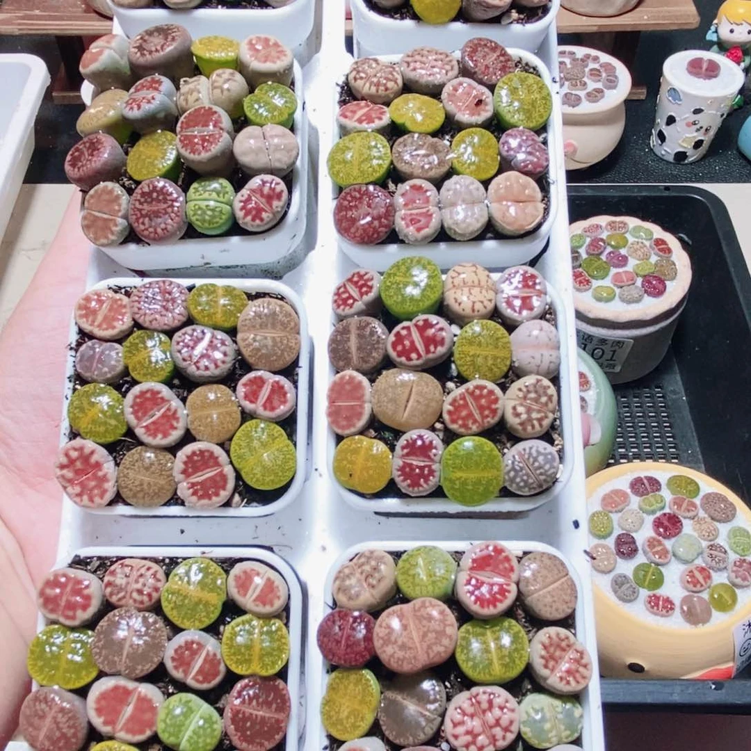 成***部一物一拍 所见即所得113