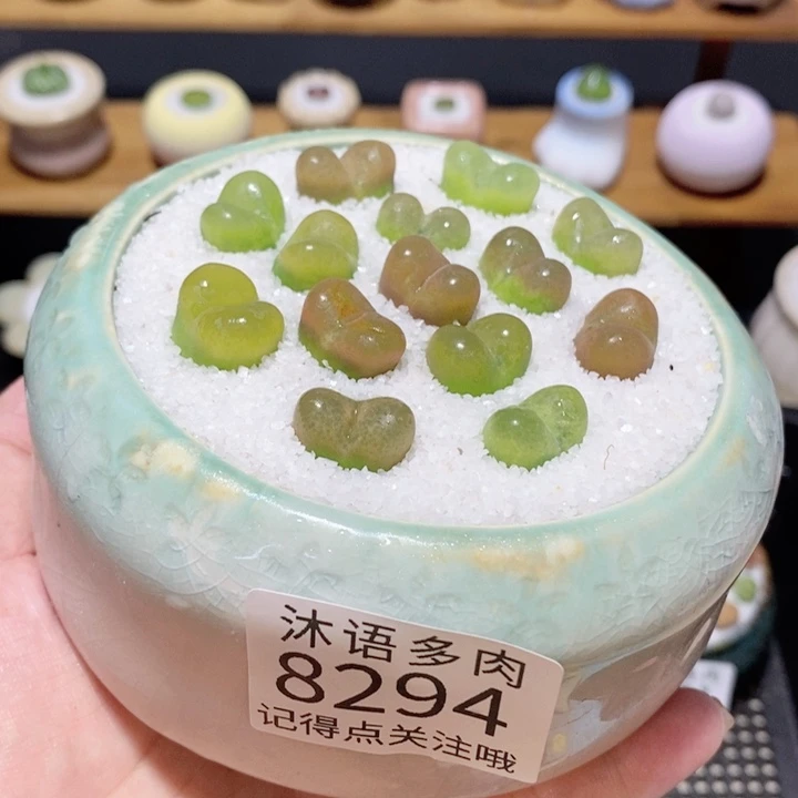带盆土植物 精美盆栽8294