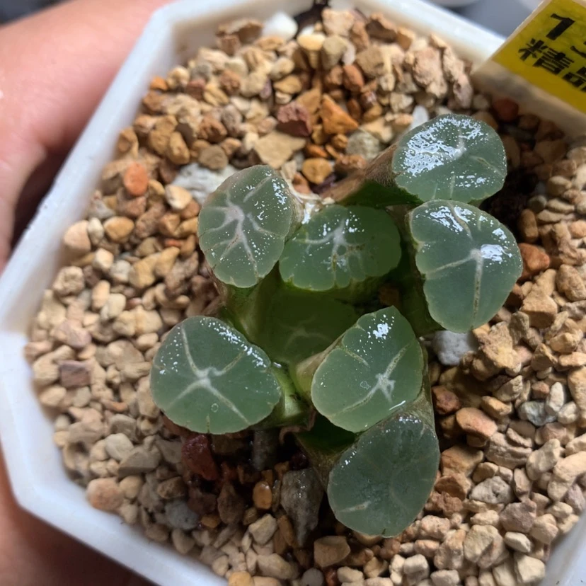 【闪购商品】136万象锦