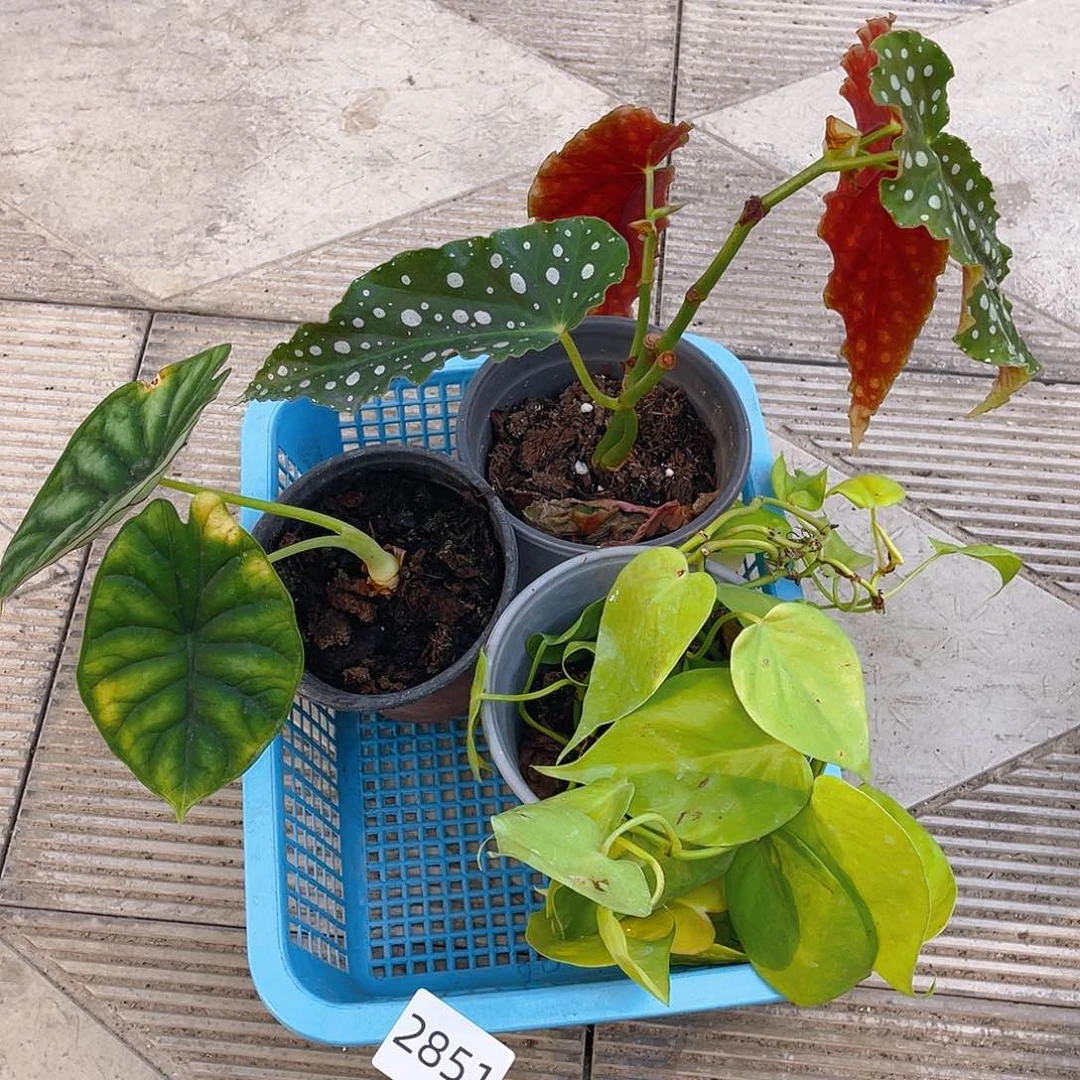 完全开放一物一拍不包售后2851