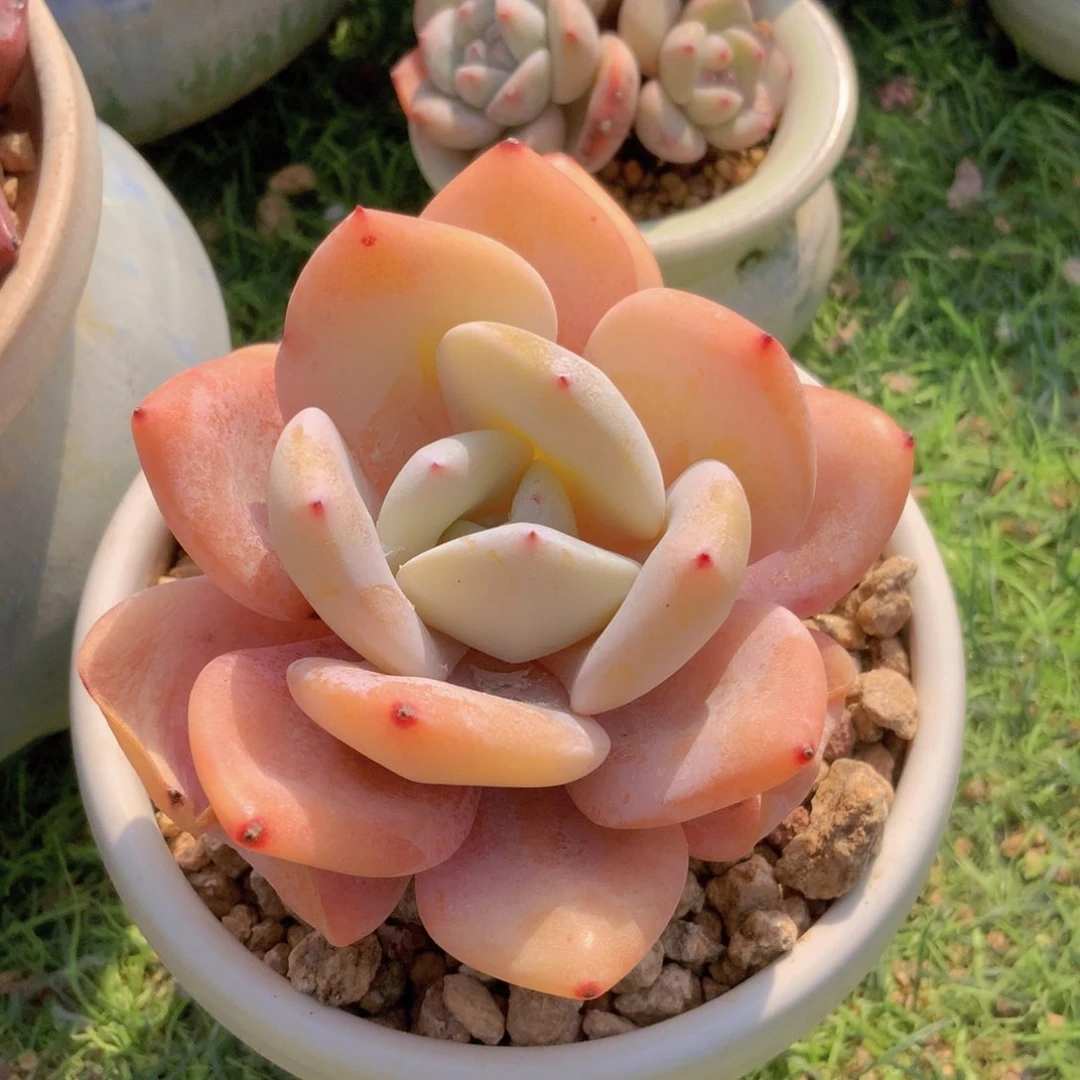 糖*韩版奶一颗单头