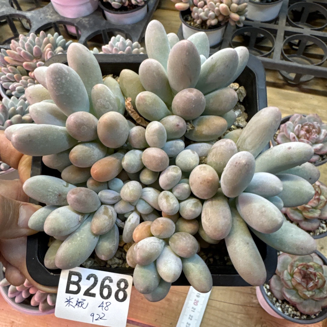 B268，胖米妮，多肉植物，汤圆
