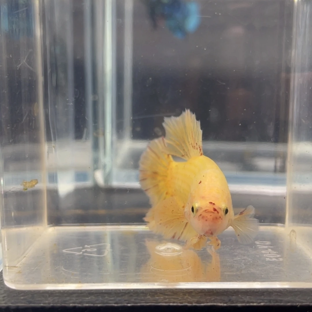 斗鱼可博泰斗092728