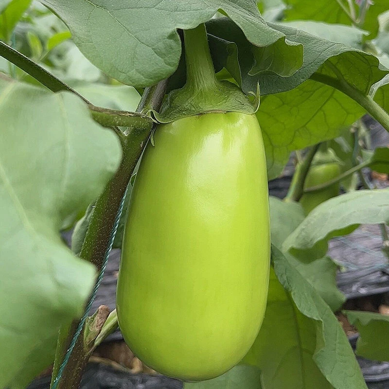 青皮茄子当季农家新鲜嫩茄子青茄子新鲜家常下饭菜5斤3-4个包邮