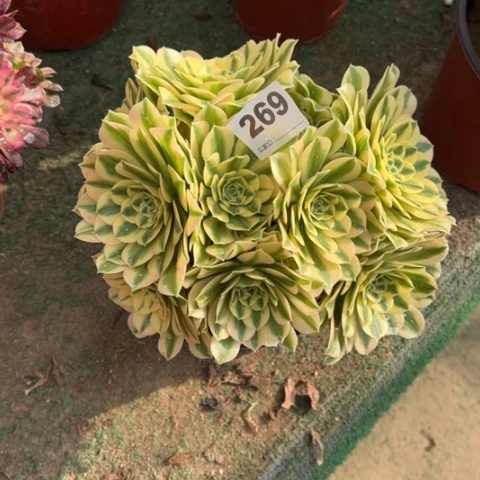 神****舞269迈巴赫多肉，，