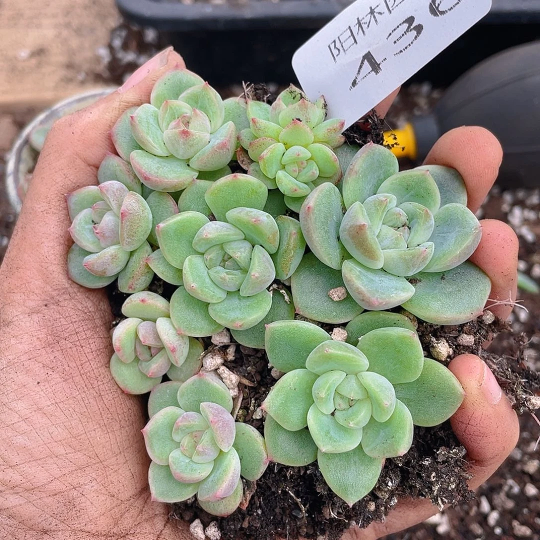 多肉植物多肉植物436