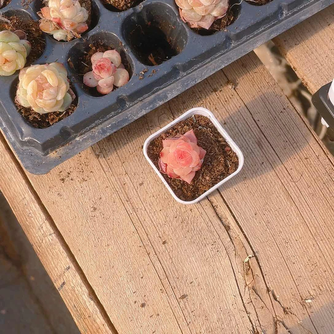 粉幽兰穴一个满25包邮