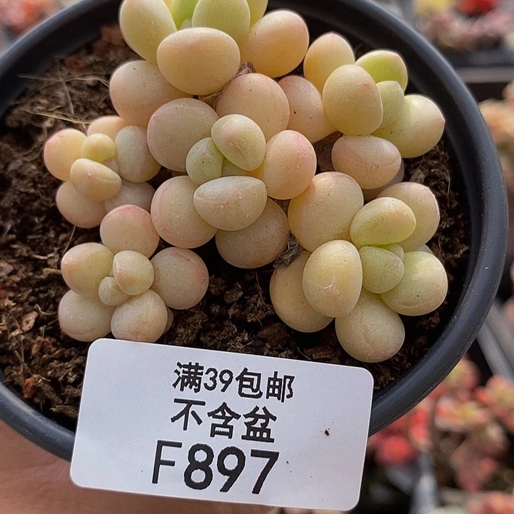 萤火虫6cm897多肉植物