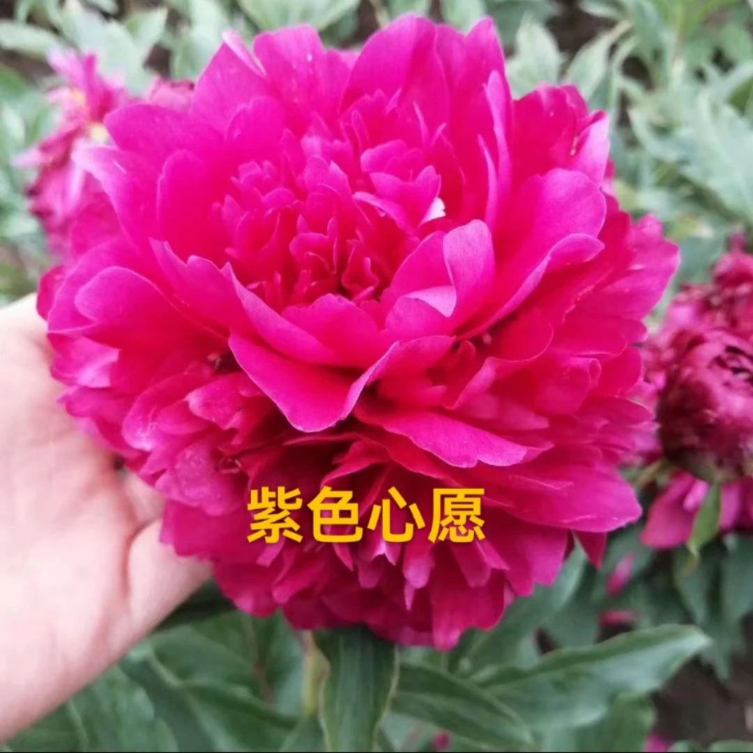 芍药花 紫色心愿