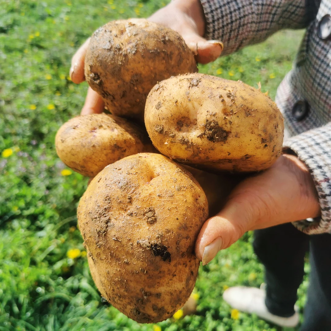 云南会泽特产乌眼睛大白洋芋黏黏糯糯5斤/9斤