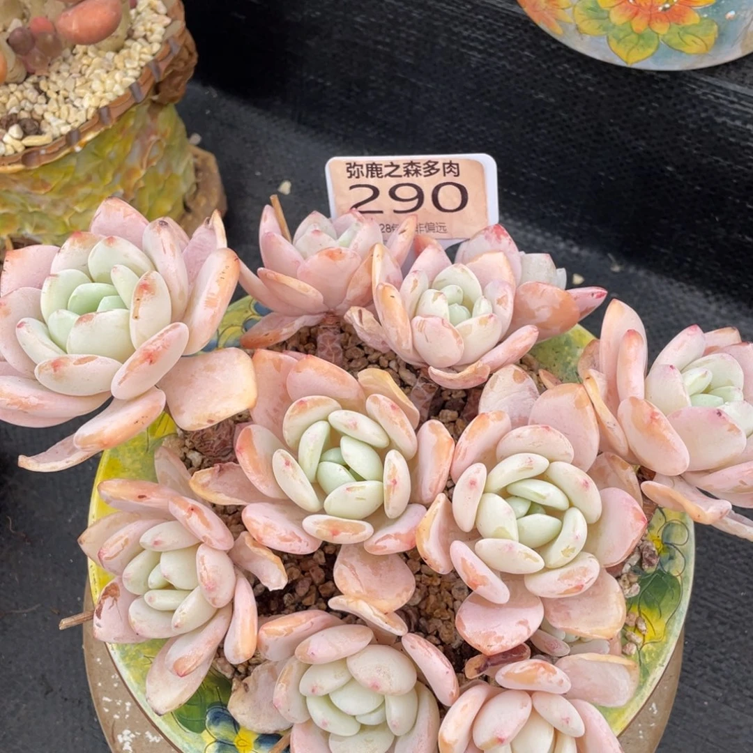 弥鹿之森多肉0290