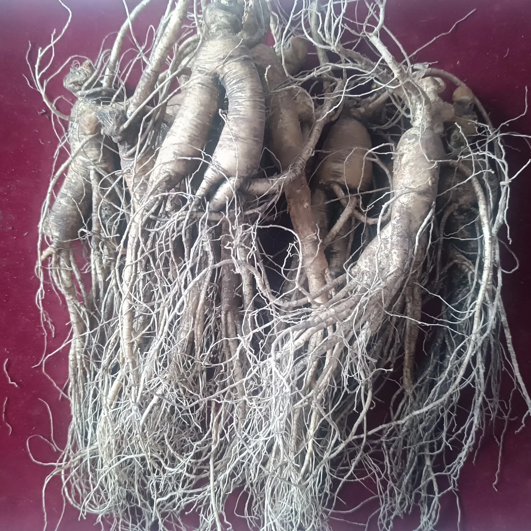 长白山新鲜林下参