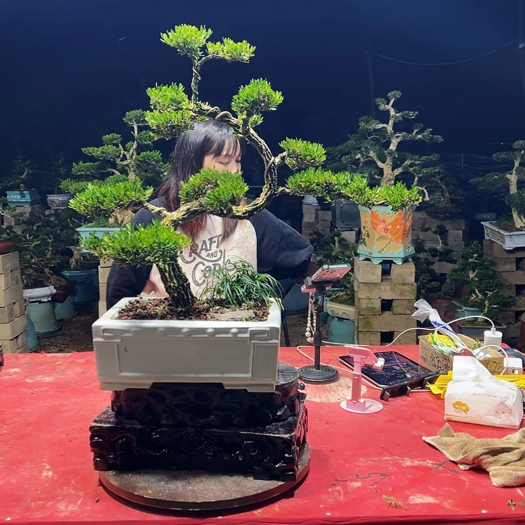 当前无花朵，栽培后可花朵