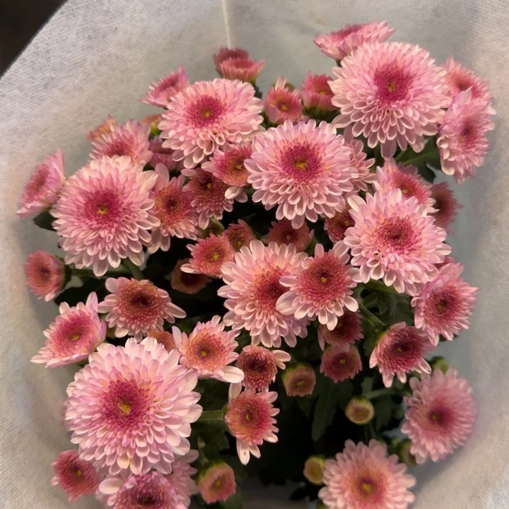 小菊粉丹特菊花盆栽