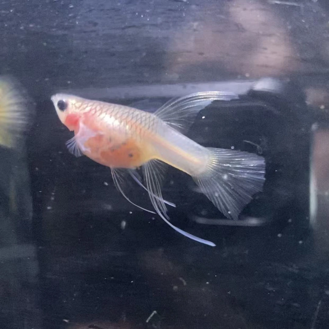 【精品】粉玻璃猫大C 孔雀鱼