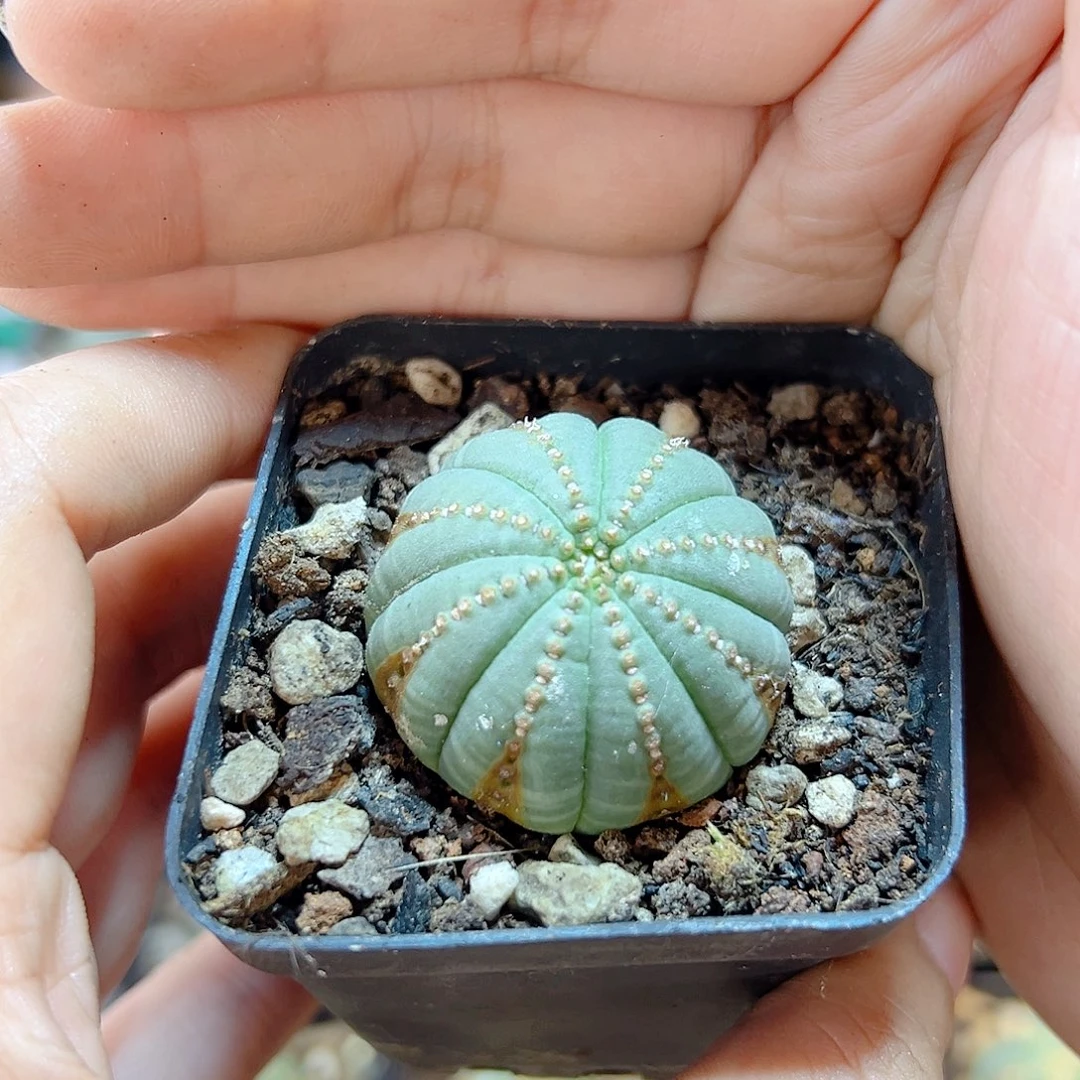 自根欧布带锈3公分弱根