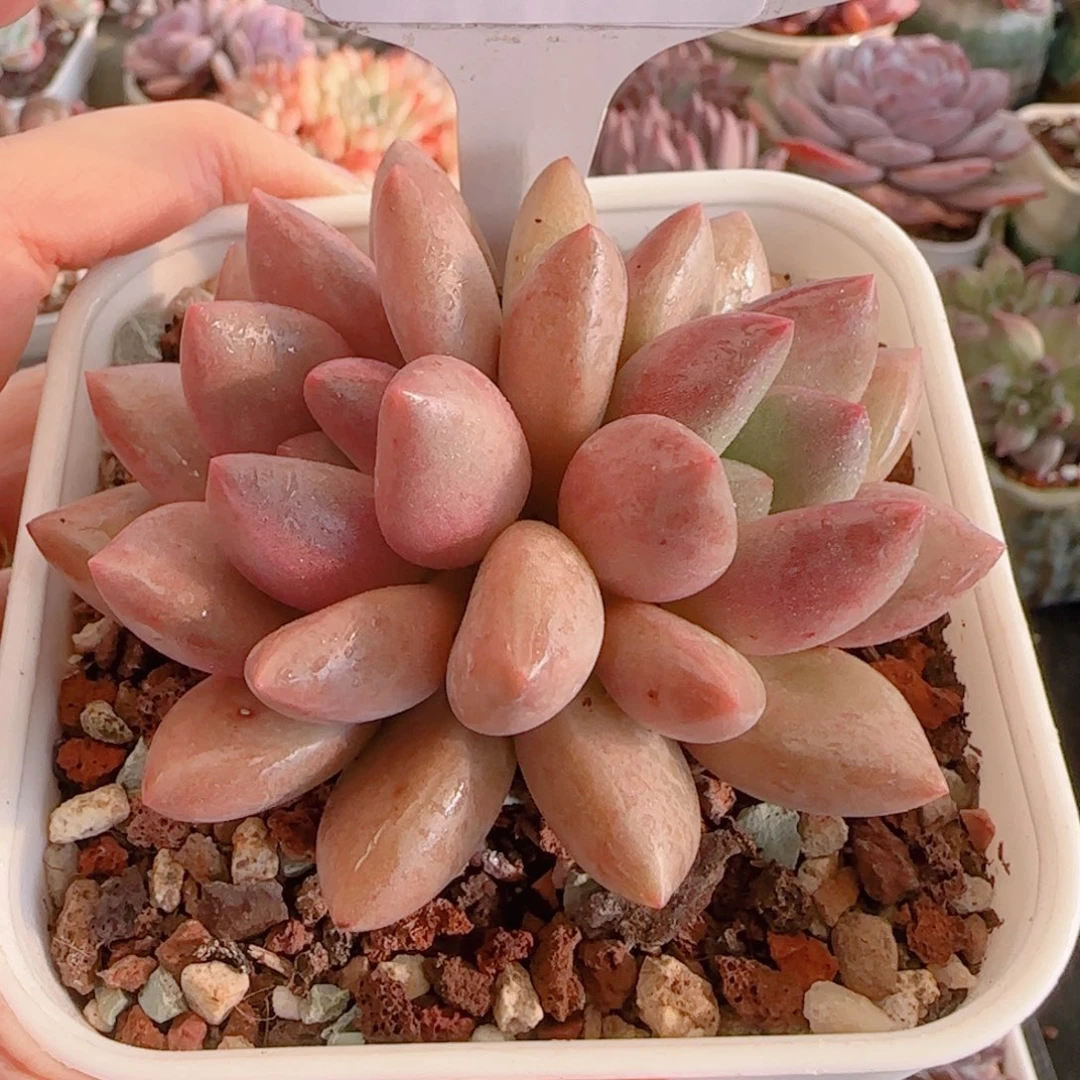 多肉植物6090…………….