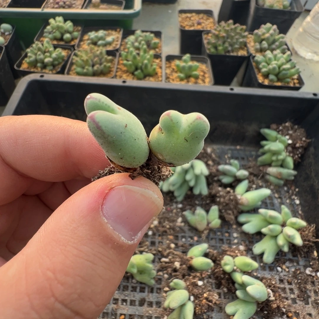 11-35 肉锥多肉植物，