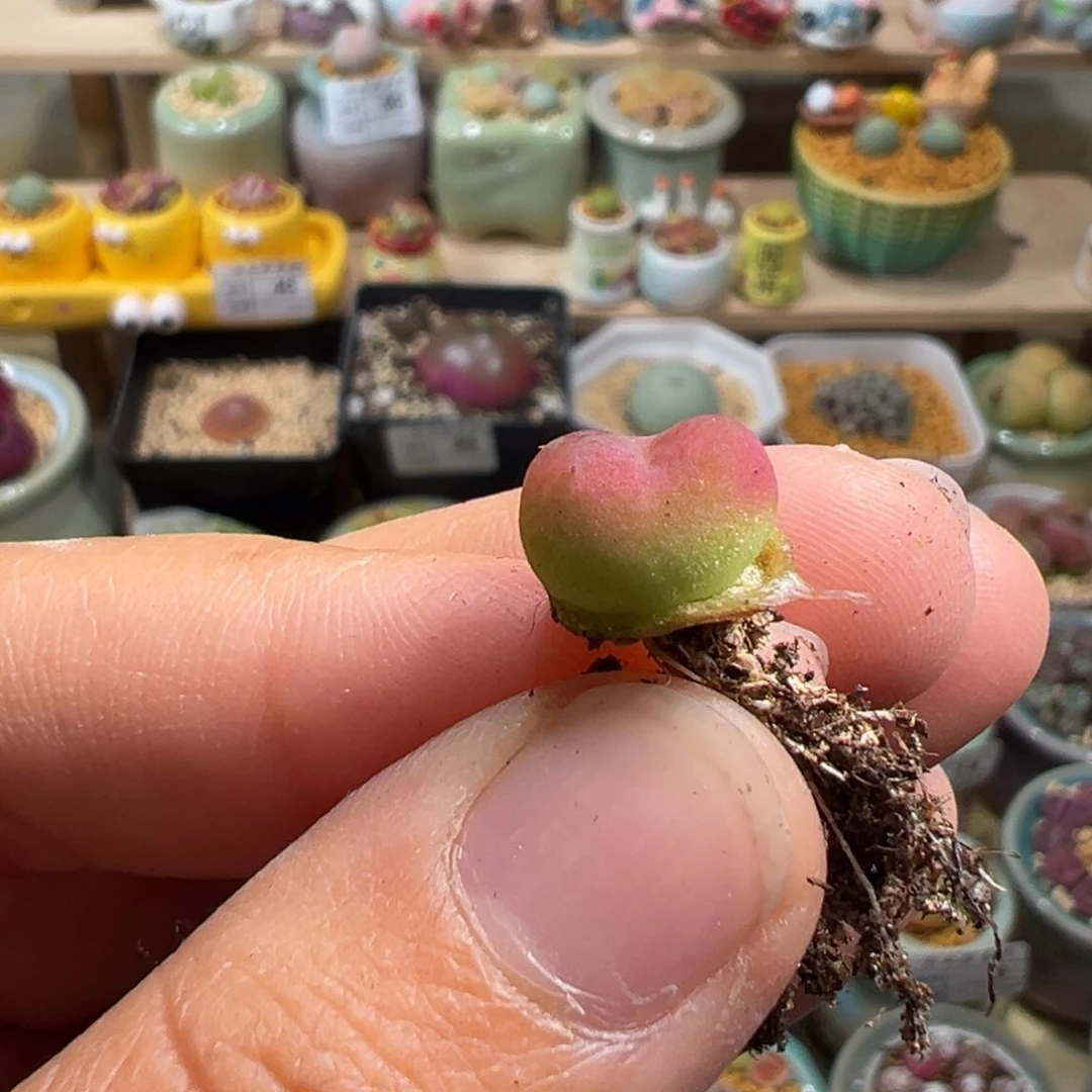 煎****子多肉植物72号吕氏