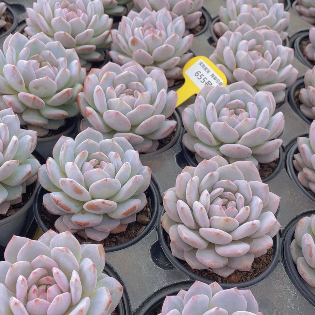 655号 星星橙大单头一个