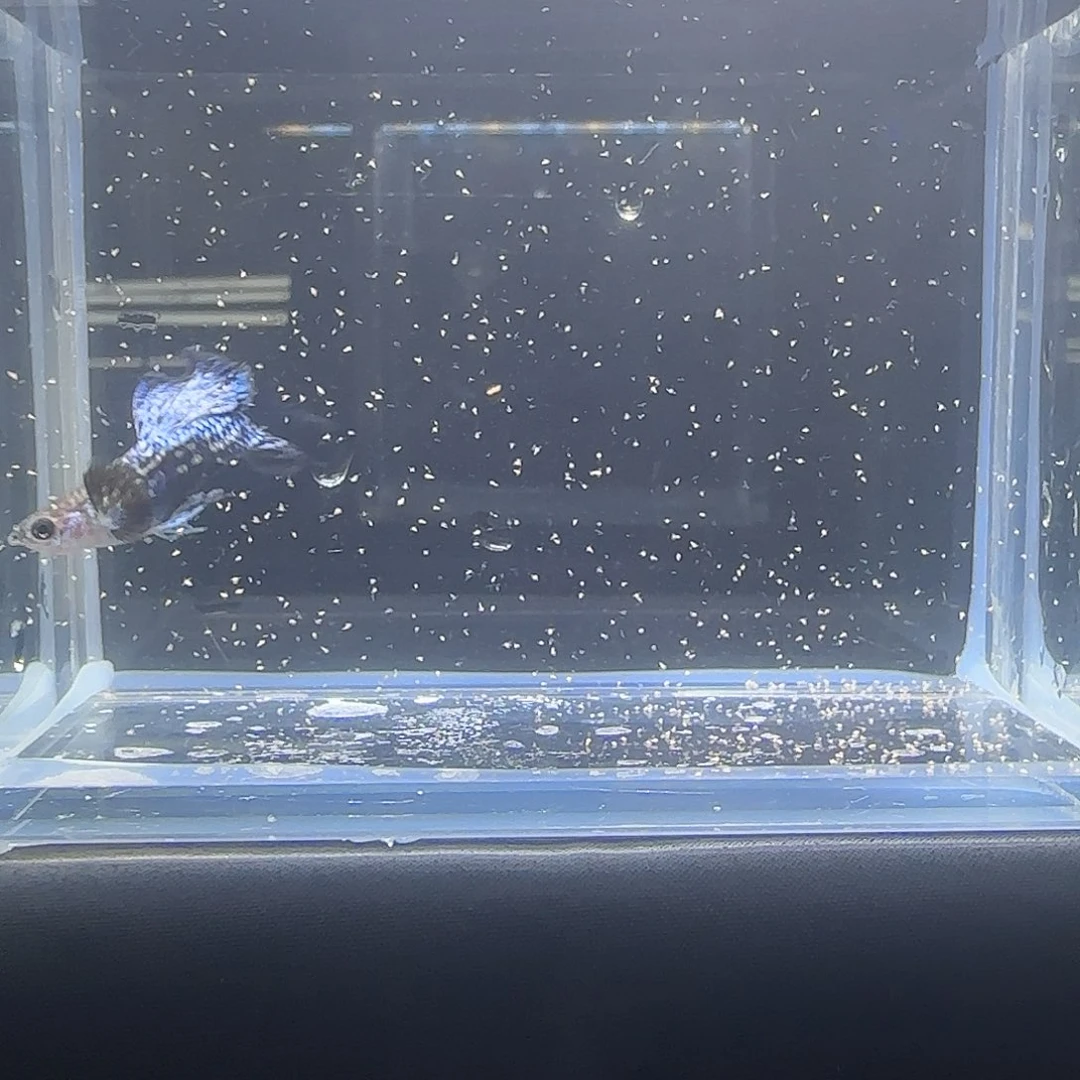 海水鱼关注主播可以竞拍