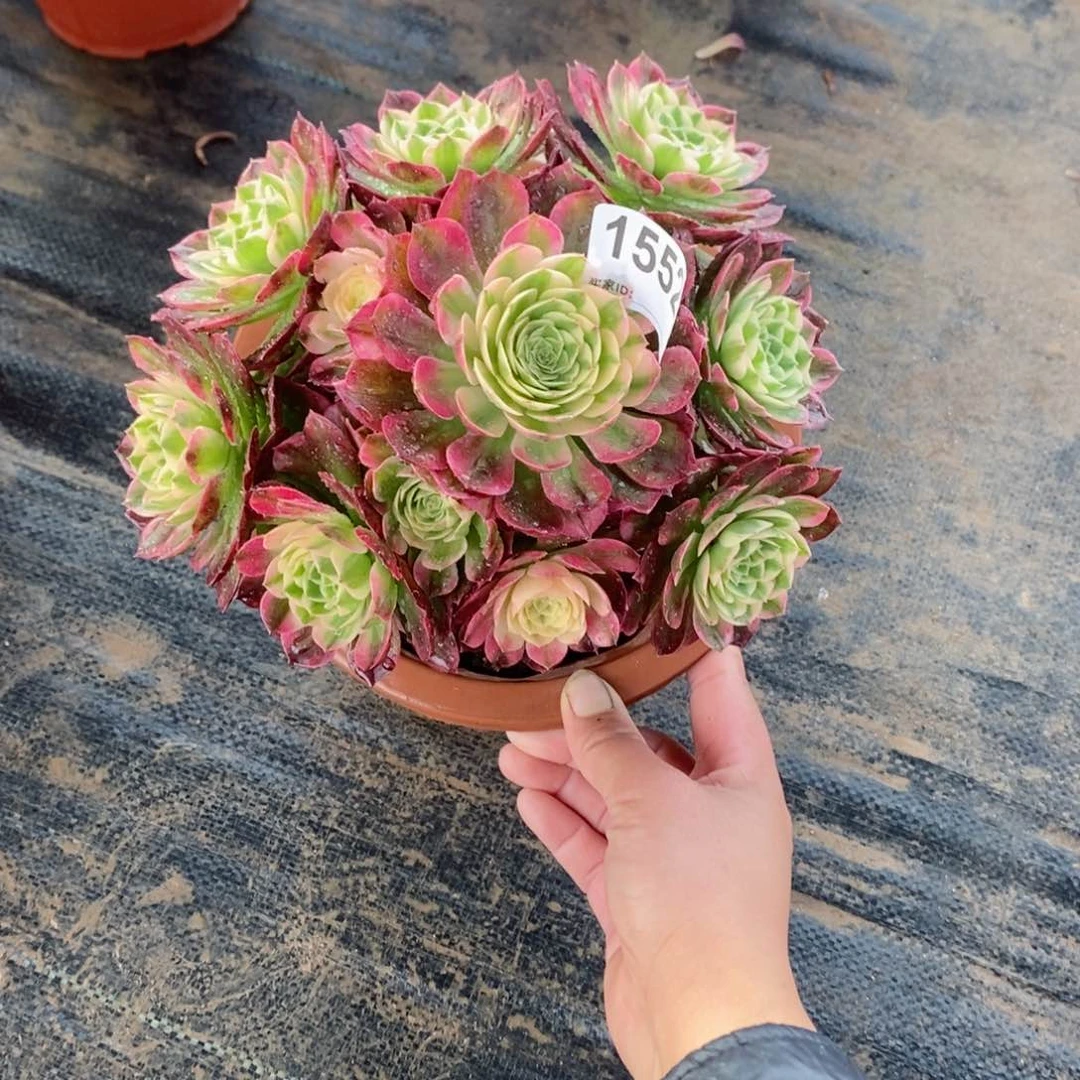 海王1552多肉1111