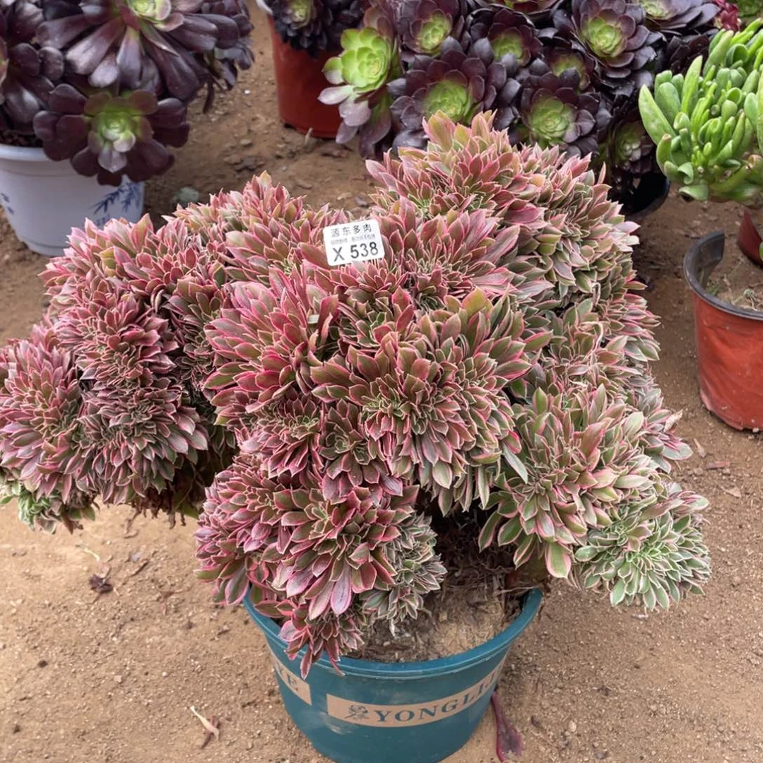 538女神缀多肉法师断枝不包